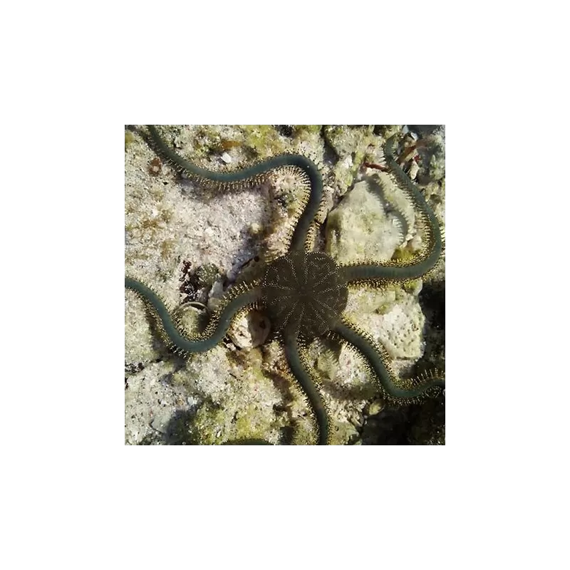 Möchten Sie Ophiarachna Incrassata - Grüner Schwefel kaufen? Möchten Sie Ophiarachna Incrassata - Grüner Schwefel kaufen?