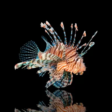 Pterois Volitans - De grote koraalduivel kopen?|  Coralandfishstore.nl