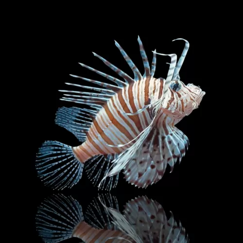 Pterois Volitans – Möchten Sie den großen Rotfeuerfisch kaufen?| Coralandfishstore.nl