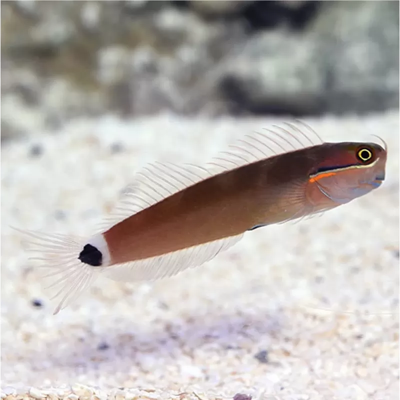 Ecsenius Stigmatura-Tailspot Blennie | Coralandfishstore.nl Ecsenius Stigmatura-Tailspot Blennie | Coralandfishstore.nl