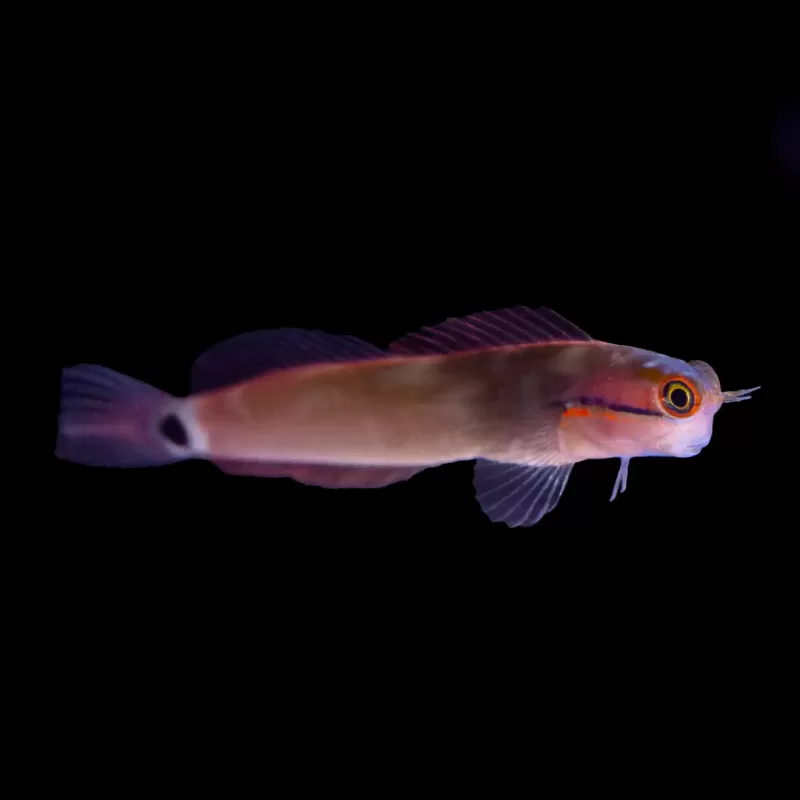 Ecsenius Stigmatura-Tailspot Blennie | Coralandfishstore.nl Ecsenius Stigmatura-Tailspot Blennie | Coralandfishstore.nl