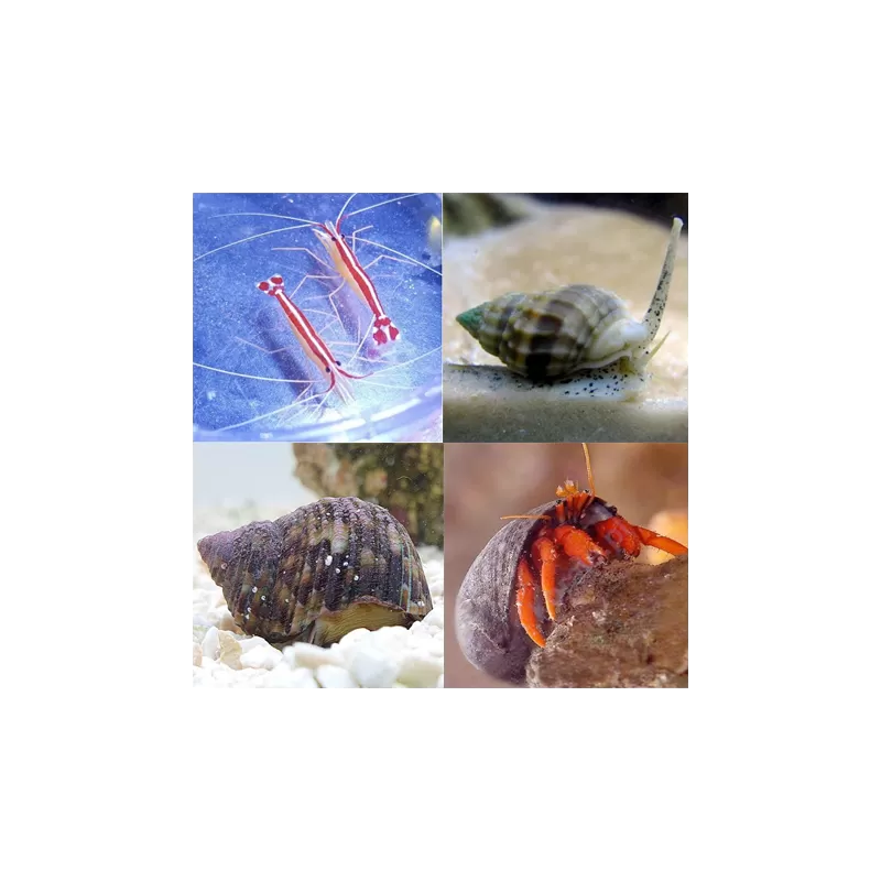 Möchten Sie ein Reinigungsteam kaufen? | Coralandfishstore.nl Möchten Sie ein Reinigungsteam kaufen? | Coralandfishstore.nl