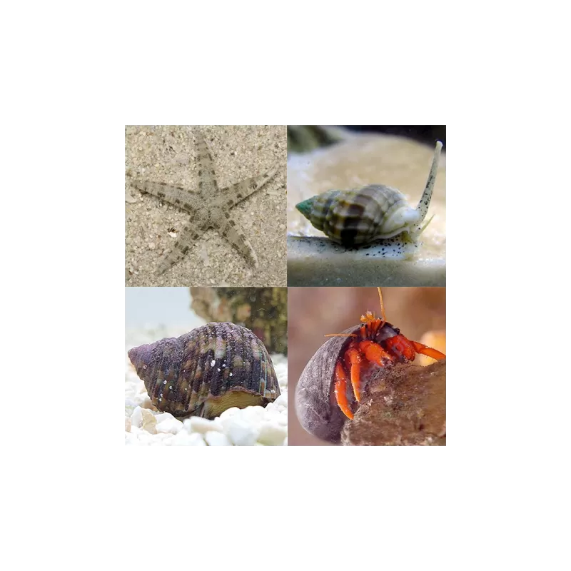 Opruimploeg kopen? | Coralandfishstore.nl Opruimploeg kopen? | Coralandfishstore.nl