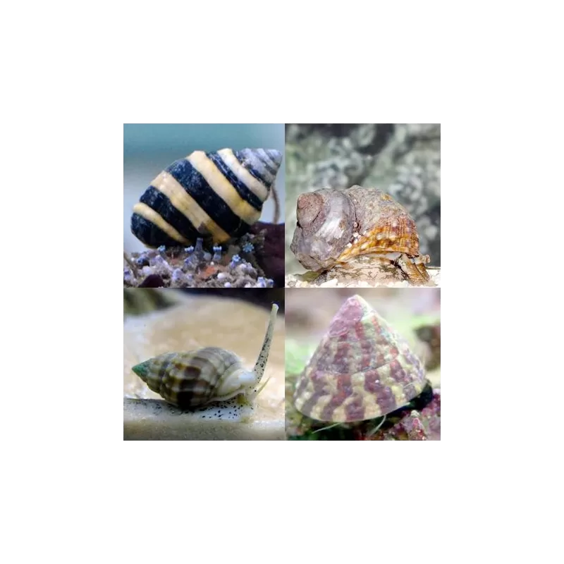 Slakken pack (8 stuks) kopen? | Coralandfishstore.nl Slakken pack (8 stuks) kopen? | Coralandfishstore.nl