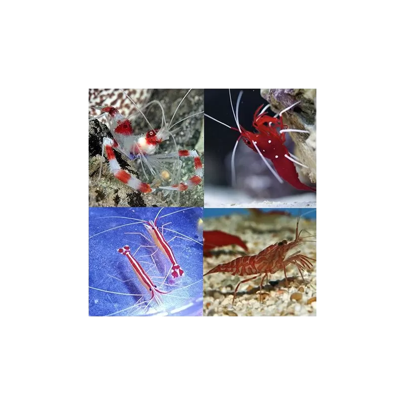 Möchten Sie ein Garnelenpaket (4 Garnelen) kaufen? | Coralandfishstore.nl Möchten Sie ein Garnelenpaket (4 Garnelen) kaufen? | Coralandfishstore.nl