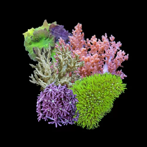 Möchten Sie ein Tiny Soft Coral Pack (5 Stück) kaufen? | Coralandfishstore.nl