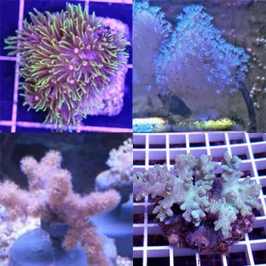 Möchten Sie ein Tiny Soft Coral Pack (5 Stück) kaufen? | Coralandfishstore.nl