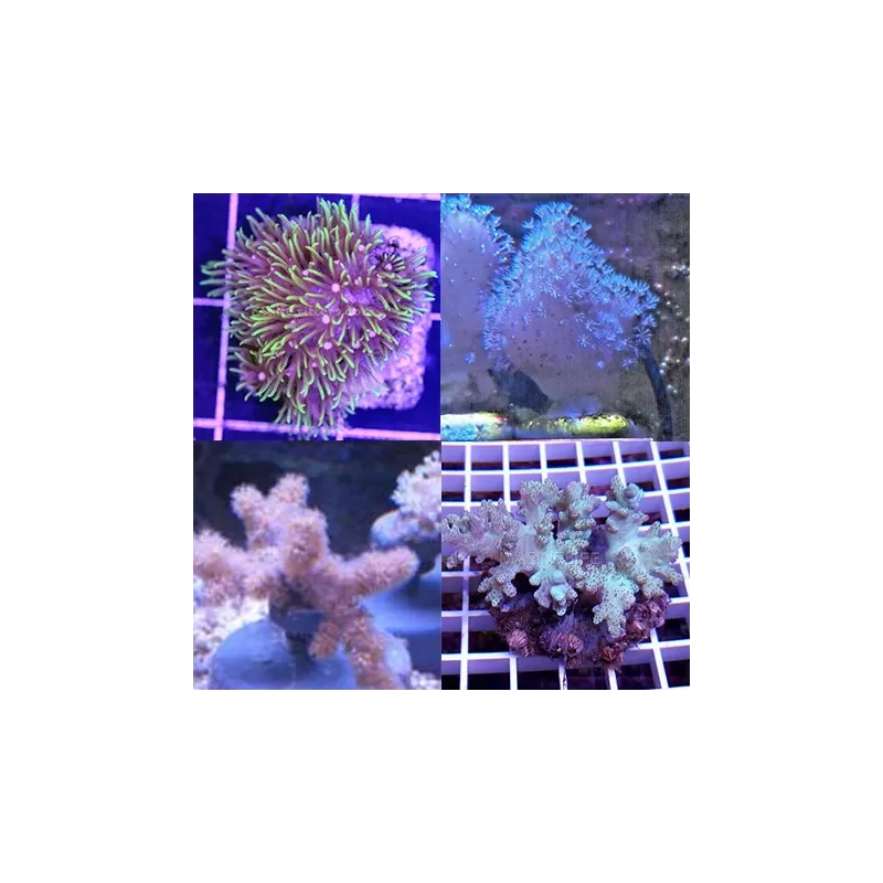 Tiny Soft Coral Pack (5 stuks) kopen? | Coralandfishstore.nl Tiny Soft Coral Pack (5 stuks) kopen? | Coralandfishstore.nl