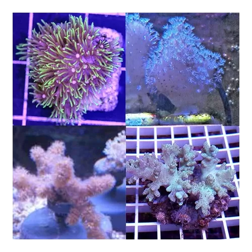 Tiny Soft Coral Pack (5 stuks)