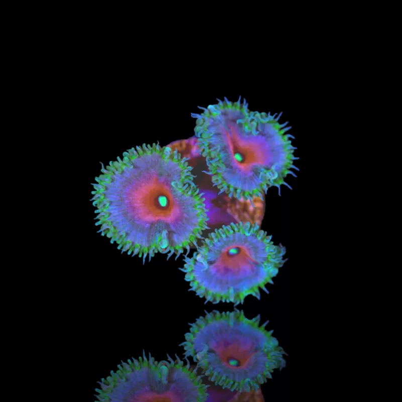 Zoanthus Captain America Frag S-size