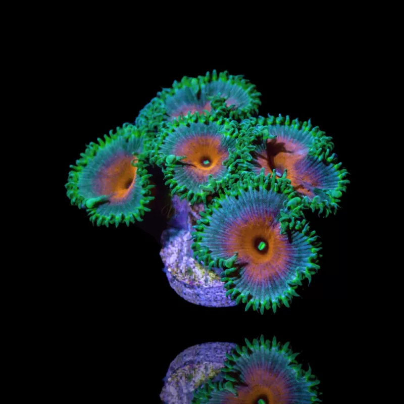 Zoanthus Captain America Frag S-size