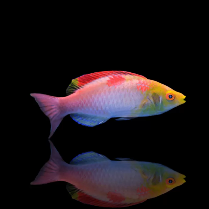 Möchten Sie Cirrhilabrus Adornatus kaufen? | Coralandfishstore.nl Möchten Sie Cirrhilabrus Adornatus kaufen? | Coralandfishstore.nl
