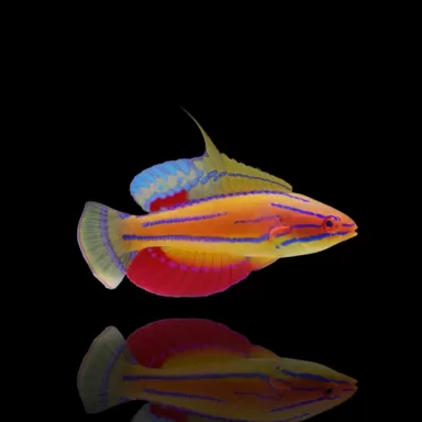 Paracheilinus McCoskeri | Coralandfishstore.nl