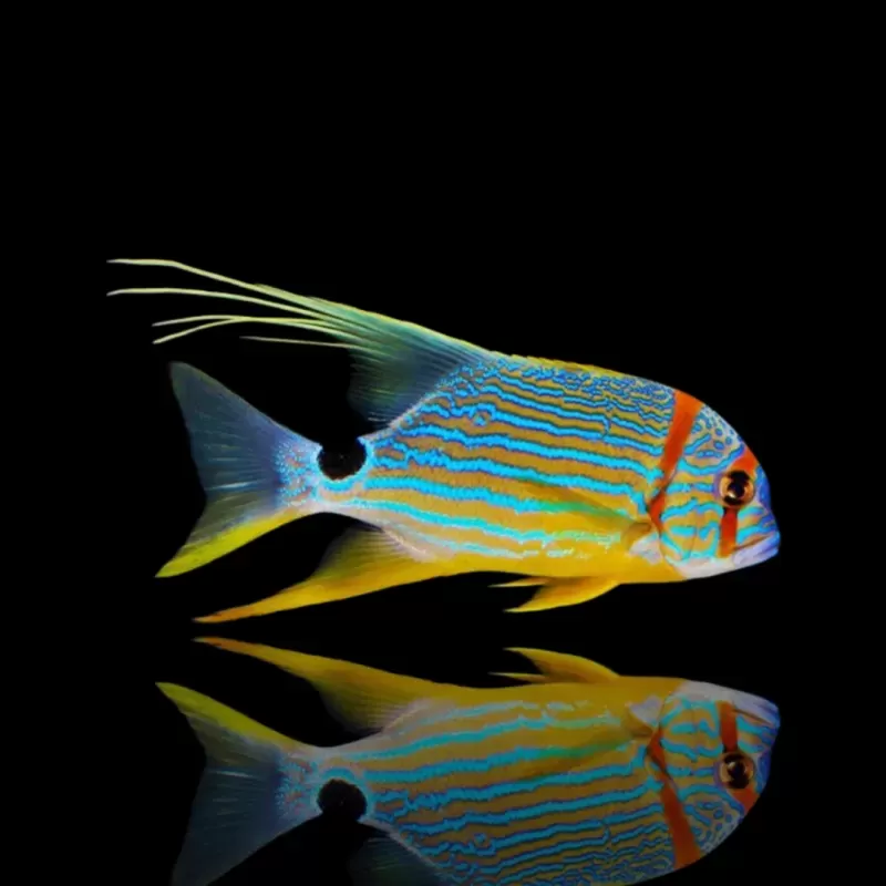 Symphorichthys spilurus| Coralandfishstore.nl Symphorichthys spilurus| Coralandfishstore.nl