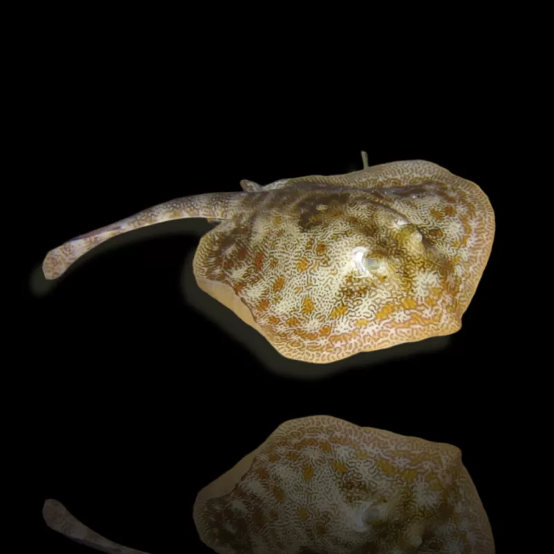 Urobatis Jamaicensis kopen? | Coralandfishstore.nl Urobatis Jamaicensis kopen? | Coralandfishstore.nl