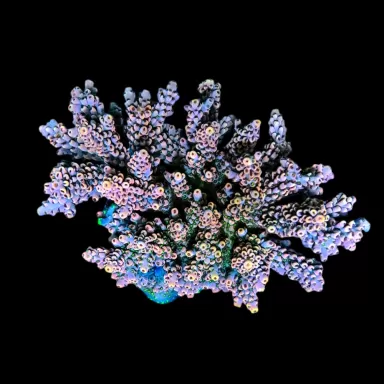 WYSIWYG 576 Acropora sp.