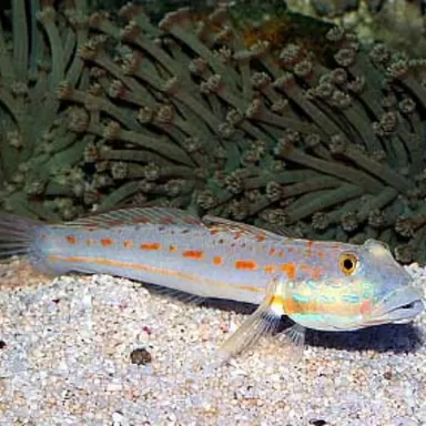 Valenciennea Puellaris  (M) kopen? | Coralandfishstore.nl