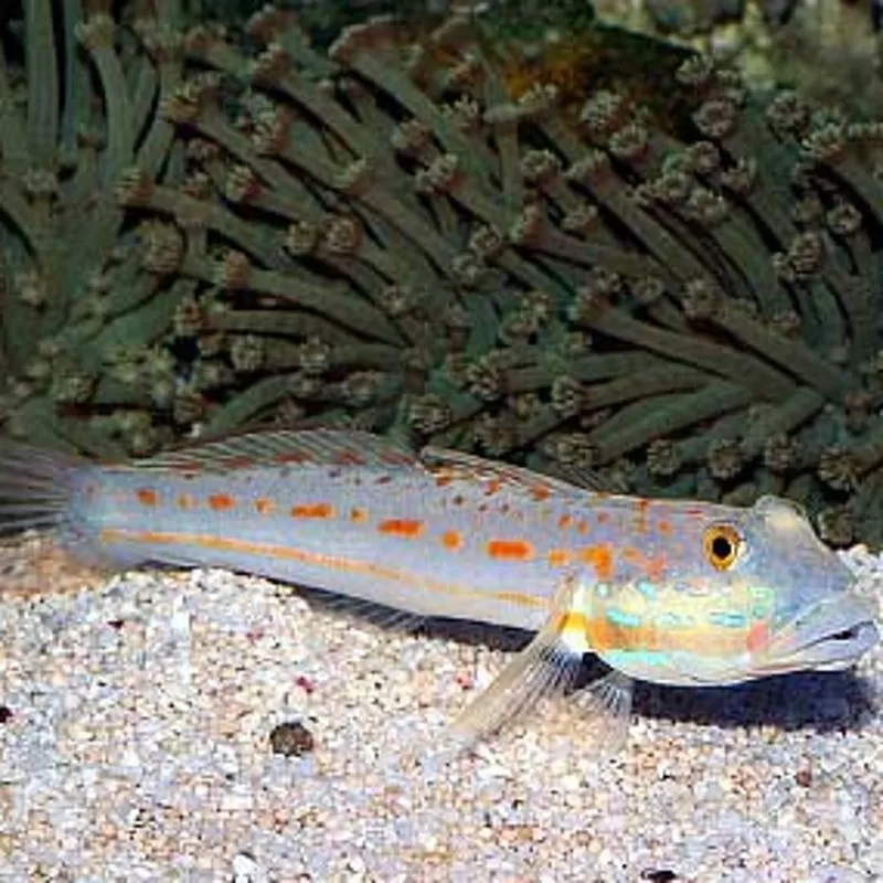 Valenciennea Puellaris (M) kopen? | Coralandfishstore.nl Valenciennea Puellaris (M) kopen? | Coralandfishstore.nl