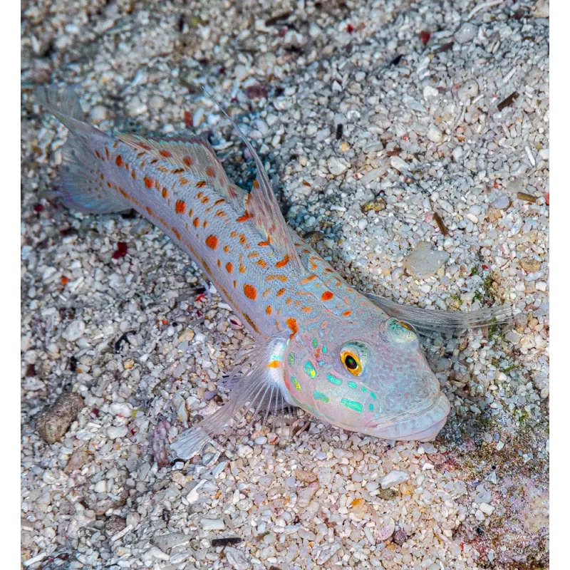 Valenciennea Puellaris (M) kopen? | Coralandfishstore.nl Valenciennea Puellaris (M) kopen? | Coralandfishstore.nl