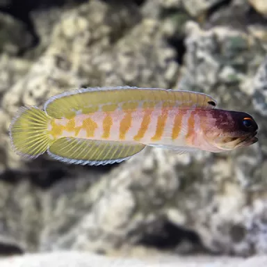 Möchten Sie Opistognathus Randalli - Goldband-Kieferfisch kaufen? | Coralandfishstore.nl