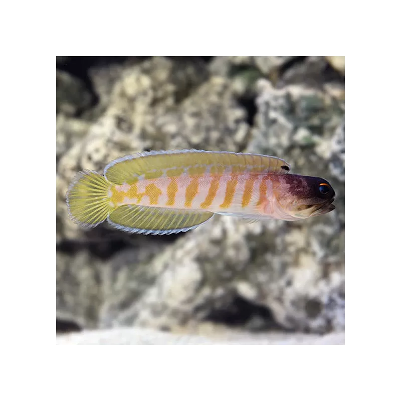 Opistognathus Randalli - Goudband kaakvis kopen? | Coralandfishstore.nl Opistognathus Randalli - Goudband kaakvis kopen? | Coralandfishstore.nl