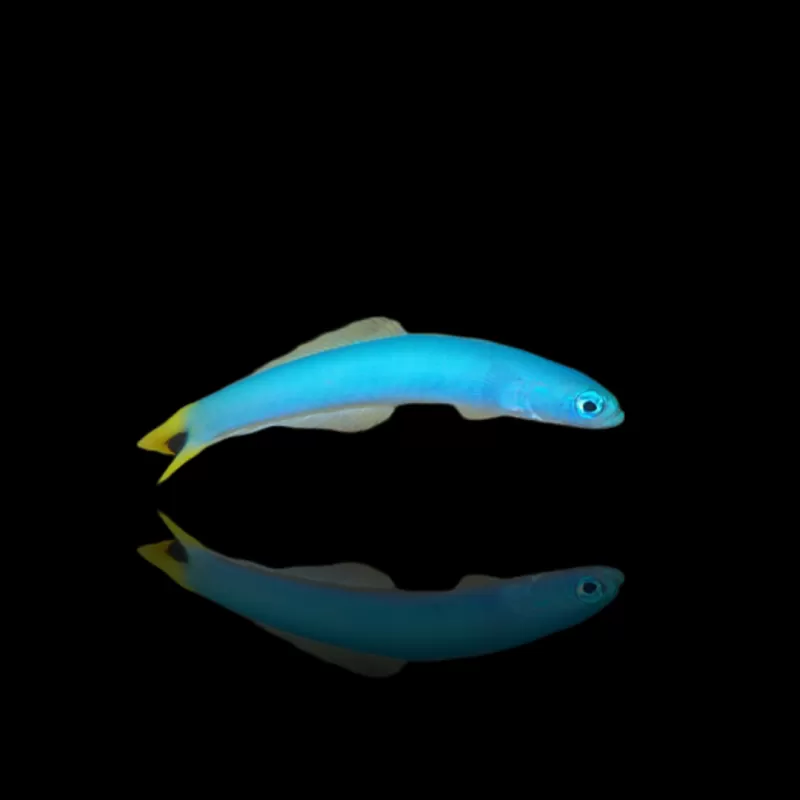 Möchten Sie Ptereleotris Heteroptera kaufen? | Coralandfishstore.nl Möchten Sie Ptereleotris Heteroptera kaufen? | Coralandfishstore.nl