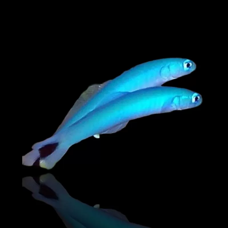 Möchten Sie Ptereleotris Heteroptera kaufen? | Coralandfishstore.nl Möchten Sie Ptereleotris Heteroptera kaufen? | Coralandfishstore.nl