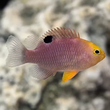 Chrysiptera Talboti kopen?| Coralandfishstore.nl