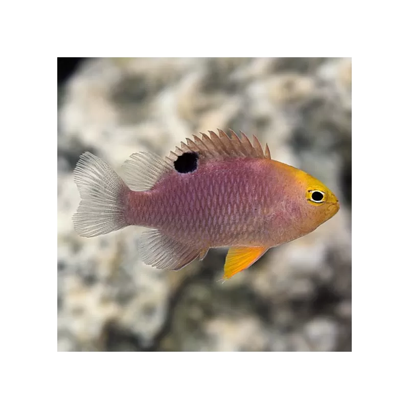 Chrysiptera Talboti kopen?| Coralandfishstore.nl Chrysiptera Talboti kopen?| Coralandfishstore.nl