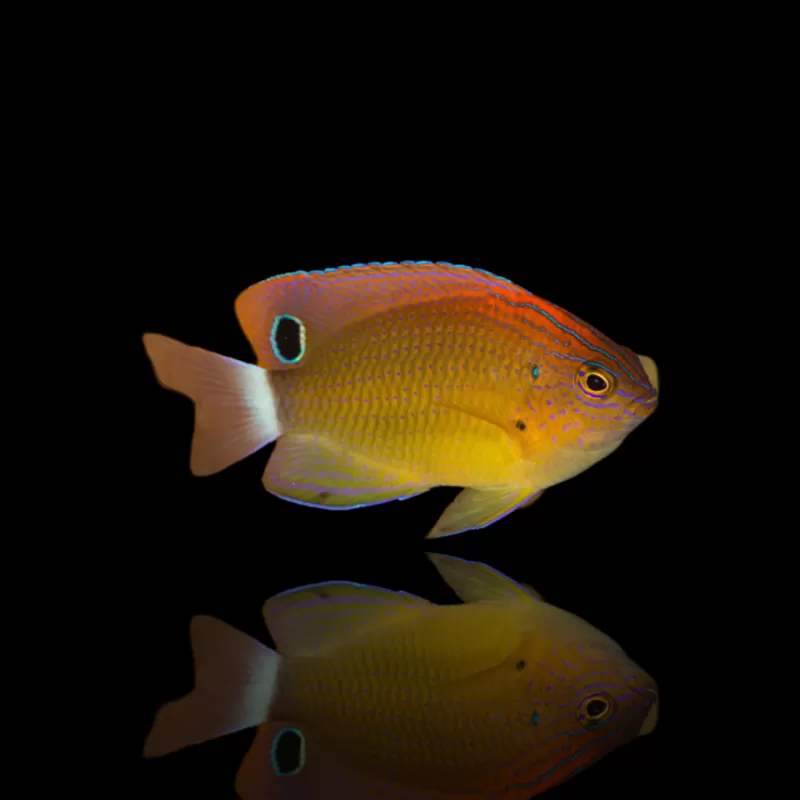 Möchten Sie Pomacentrus Bankanensis kaufen? | Coralandfishstore.nl Möchten Sie Pomacentrus Bankanensis kaufen? | Coralandfishstore.nl