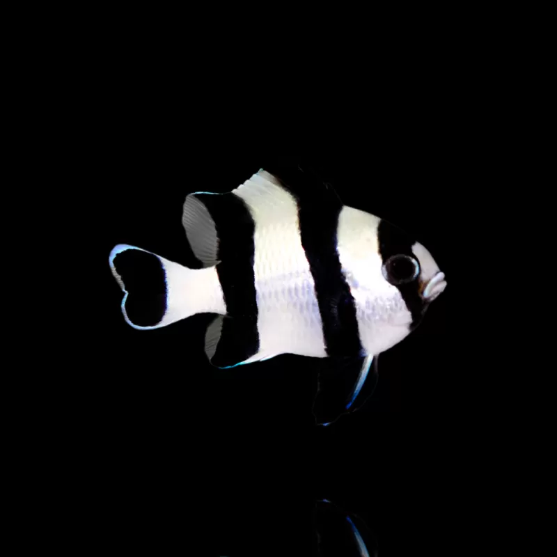 Dasccyllus Melanurus kopen? | Coralandfishstore.nl Dasccyllus Melanurus kopen? | Coralandfishstore.nl