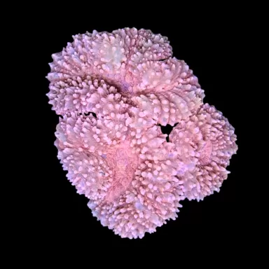 WYSIWYG 588 Lobophyllia corymbosa pink