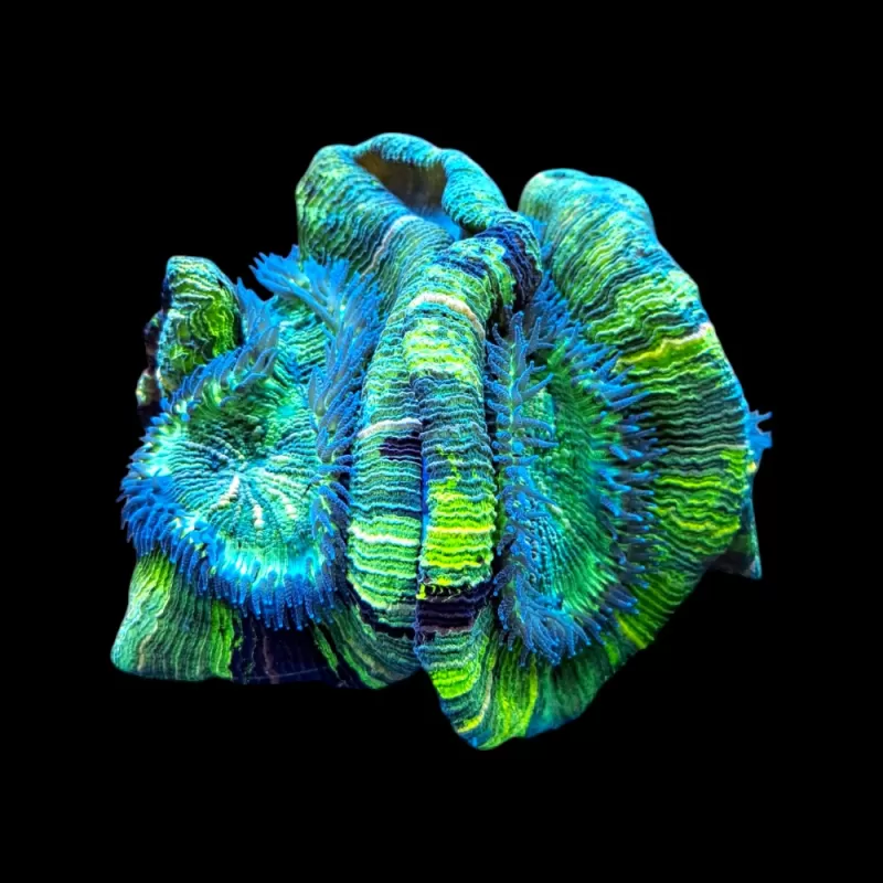 WYSIWYG 589 Trachyphyllia XL