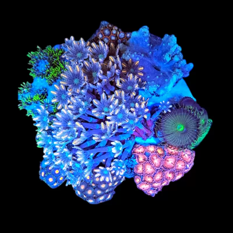 WYSIWYG 590 Coral garden