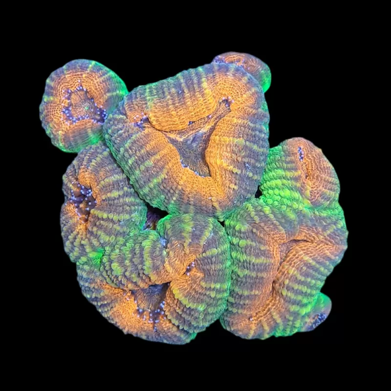 WYSIWYG 592 Lobophyllia