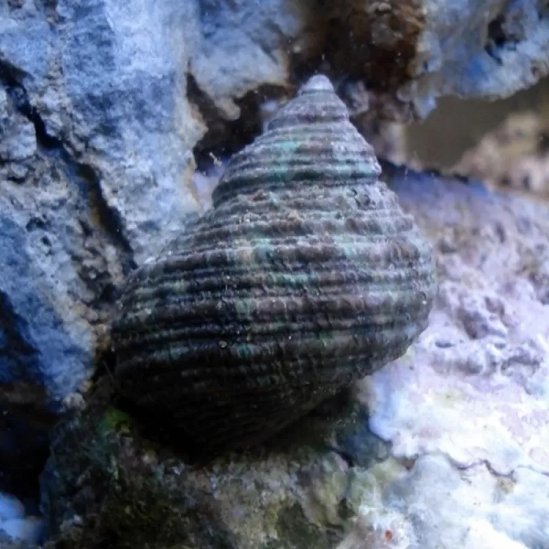 Turbo Brunneus Turbo Brunneus