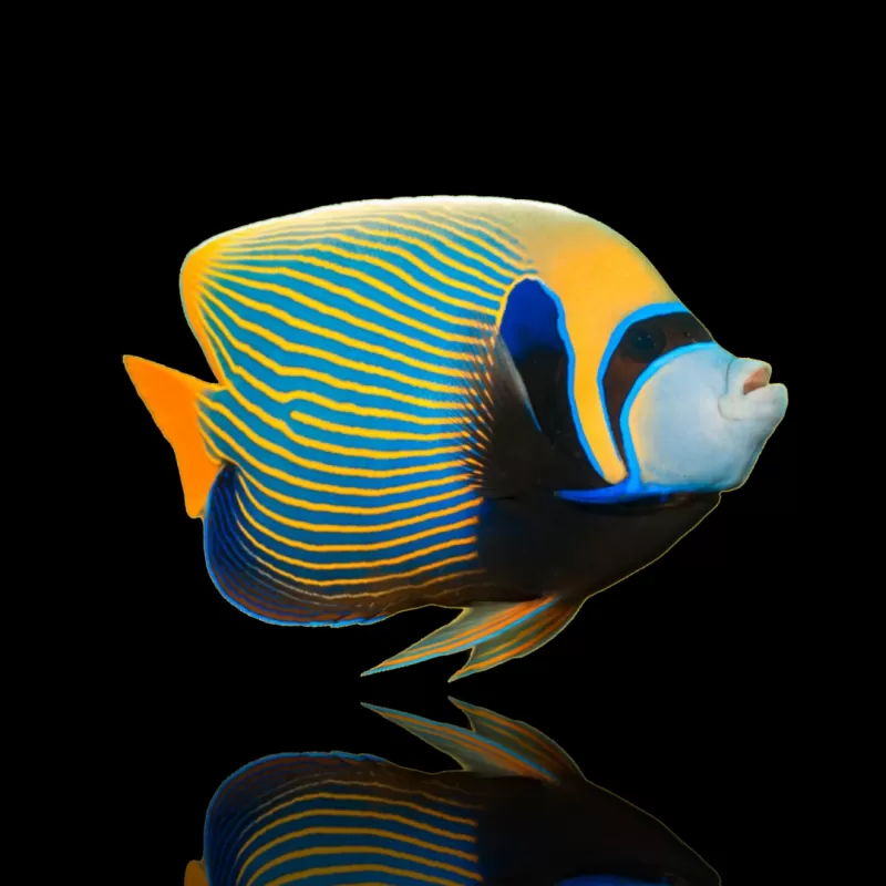 Pomacanthus Imperator| Coralandfishstore.nl Pomacanthus Imperator| Coralandfishstore.nl