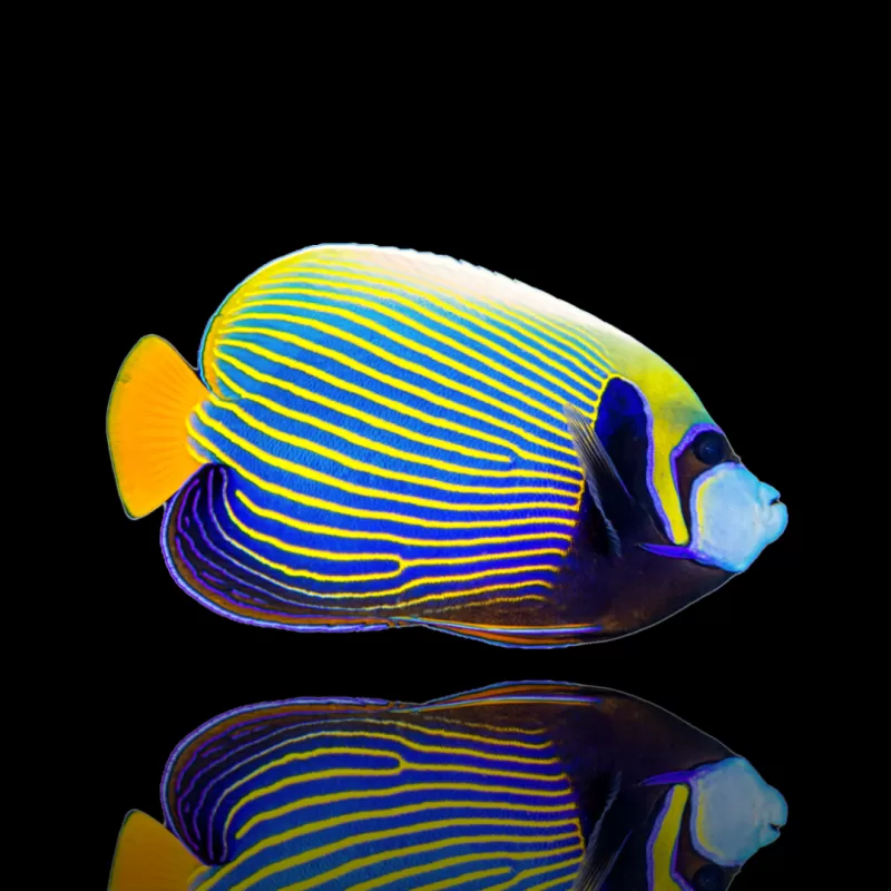 Pomacanthus Imperator (XL) bestellen? l Coralandfishstore.nl Pomacanthus Imperator (XL) bestellen? l Coralandfishstore.nl