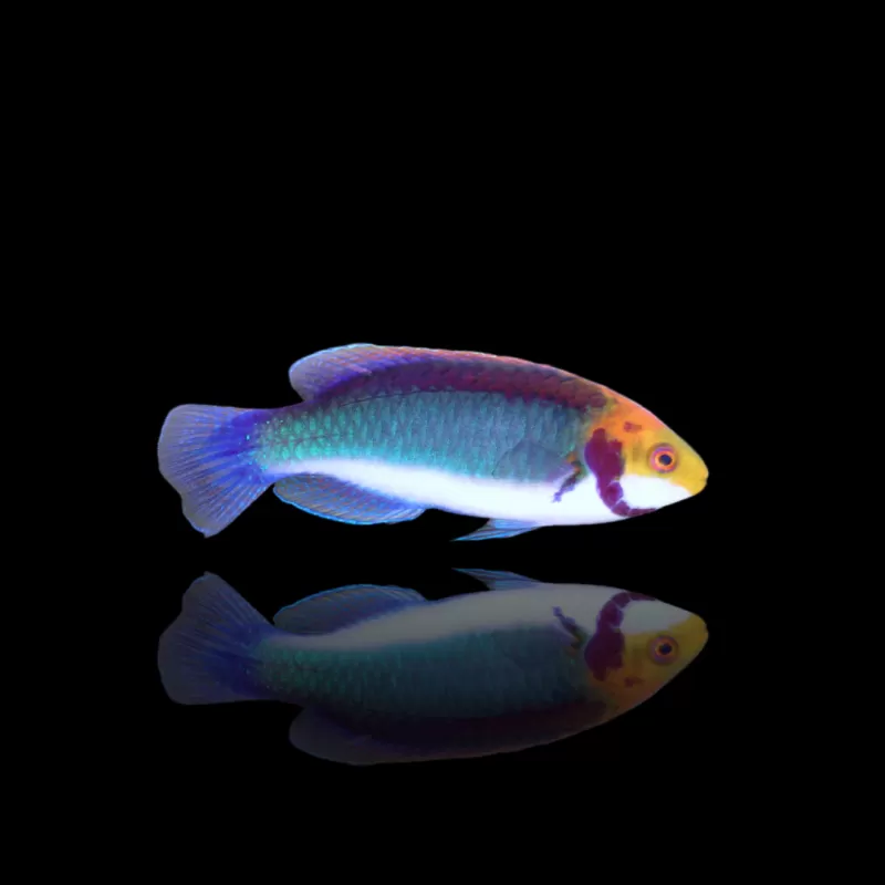 Cirrhilabrus Solorensis Bali kopen? | Coralandfishstore.nl Cirrhilabrus Solorensis Bali kopen? | Coralandfishstore.nl