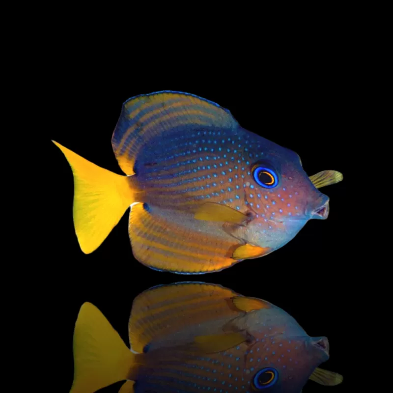 Ctenochaetus Binotatus kopen? | Coralandfishstore.nl Ctenochaetus Binotatus kopen? | Coralandfishstore.nl