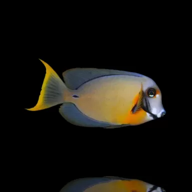 Acanthurus Pyroferus kopen?| Coralandfishstore.nl