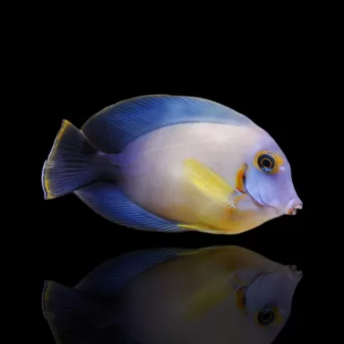 Acanthurus Pyroferus kaufen?| Coralandfishstore.nl