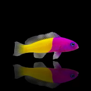 Pseudochromis Paccagnellae | Coralandfishstore.nl