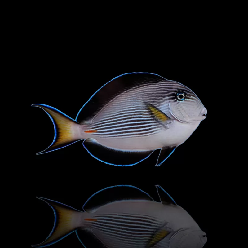 Acanthurus Sohal