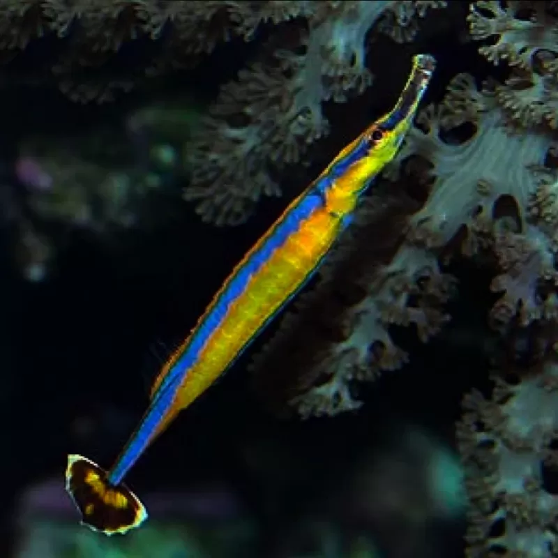 Doryrhampus Excisus - Blauwstreep Zeenaald kopen? Coralandfishstore Doryrhampus Excisus - Blauwstreep Zeenaald kopen? Coralandfishstore