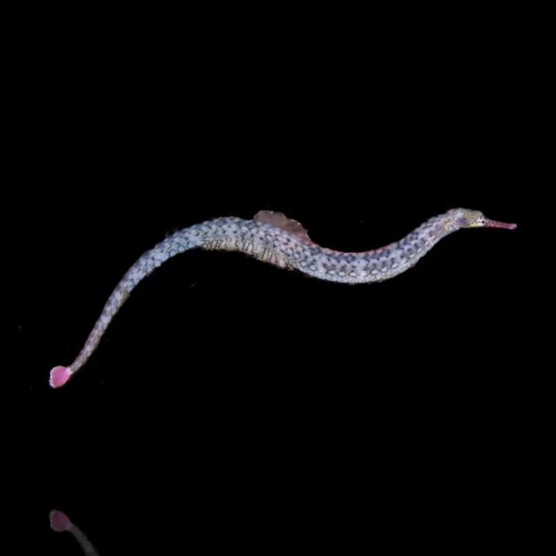 Corythoichthys Intestinalis Corythoichthys Intestinalis