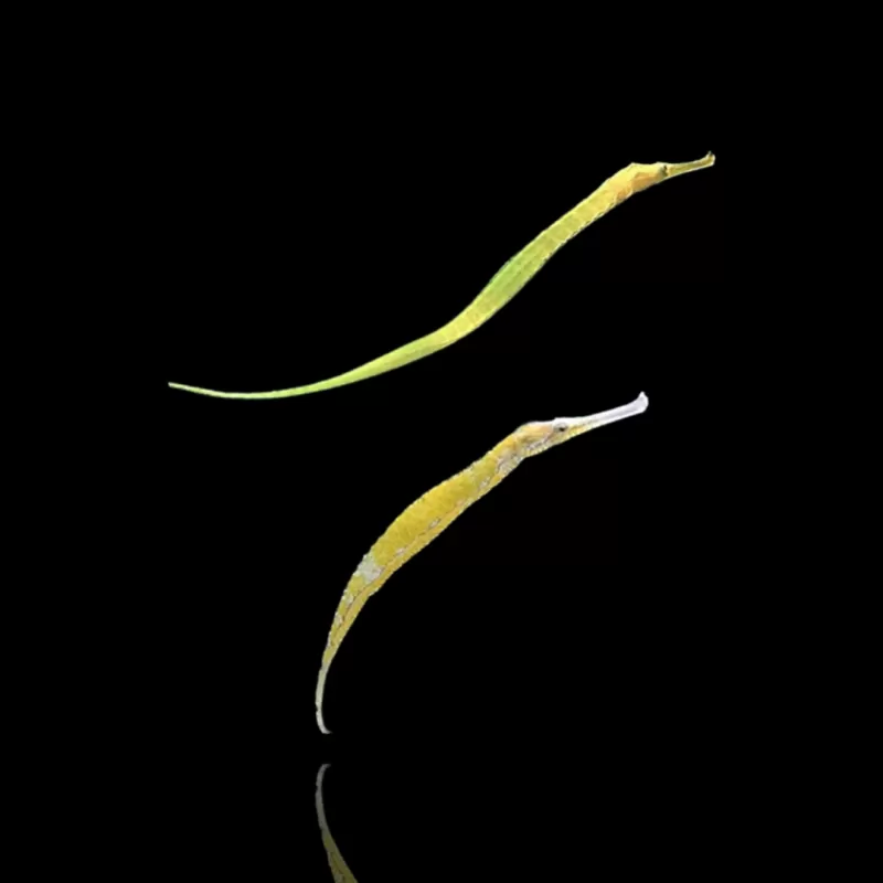 Syngnathoides Biaculeatus bestellen? l Coralandfishstore.nl Syngnathoides Biaculeatus bestellen? l Coralandfishstore.nl