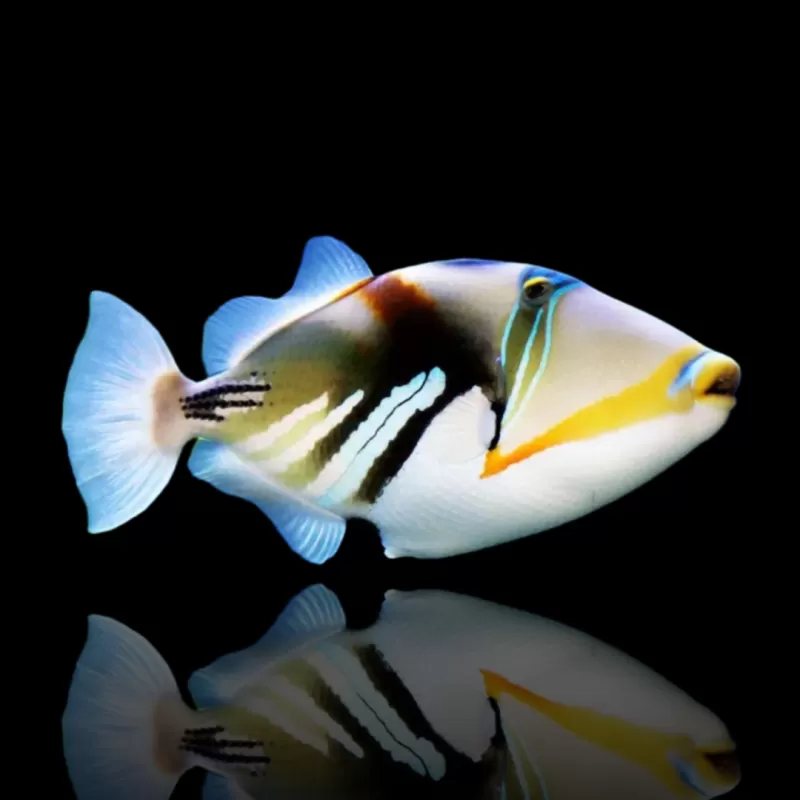 Rhinecanthus Aculeatus – Picasso-Drückerfisch kaufen? | Coralandfishstore.nl Rhinecanthus Aculeatus – Picasso-Drückerfisch kaufen? | Coralandfishstore.nl