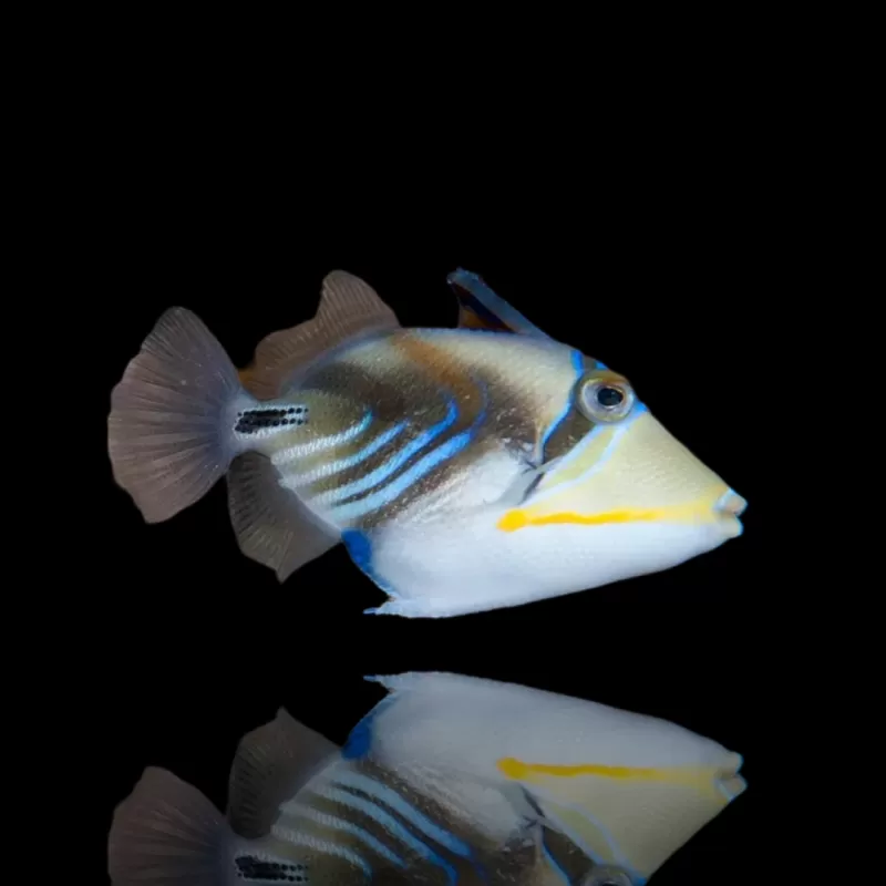 Rhinecanthus Aculeatus – Picasso-Drückerfisch kaufen? | Coralandfishstore.nl Rhinecanthus Aculeatus – Picasso-Drückerfisch kaufen? | Coralandfishstore.nl
