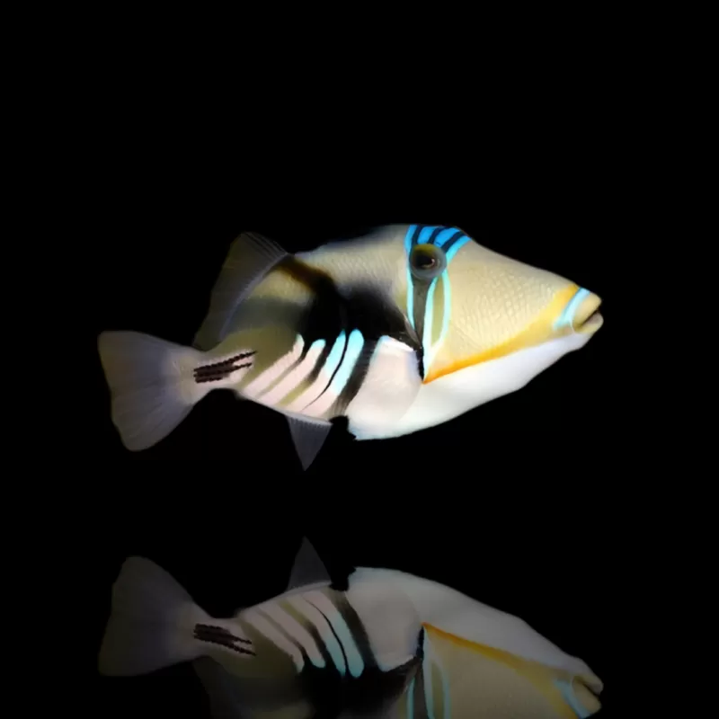 Rhinecanthus Aculeatus kaufen | Coralandfishstore.nl Rhinecanthus Aculeatus kaufen | Coralandfishstore.nl